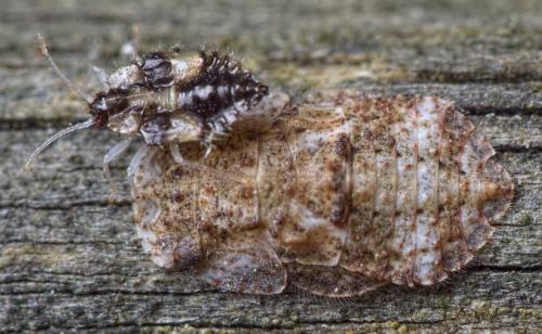 Ledra aurita
