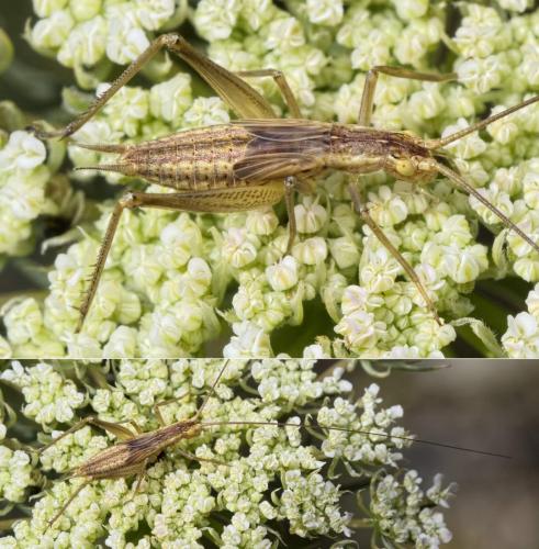 Réf. 199 619 : Oecanthus pellucens pellucens