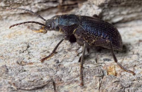 Réf. 199 211 : Helops caeruleus