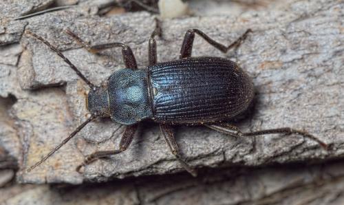 Réf. 199 212 : Helops caeruleus