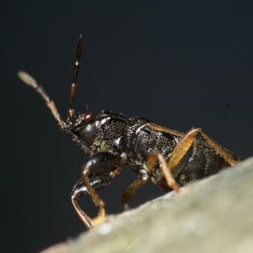 Megalonotus praetextatus