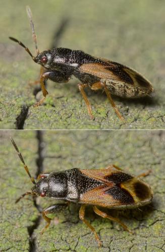 Megalonotus praetextatus