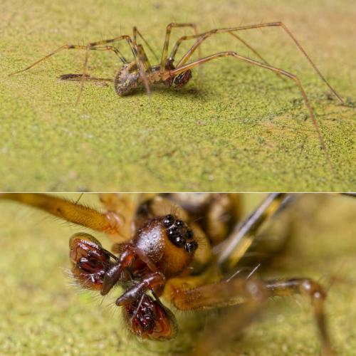 Labulla thoracica
