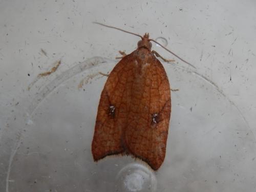Acleris rhombana