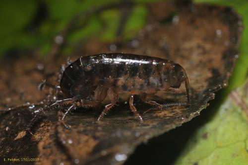 Arcitalitrus dorrieni
