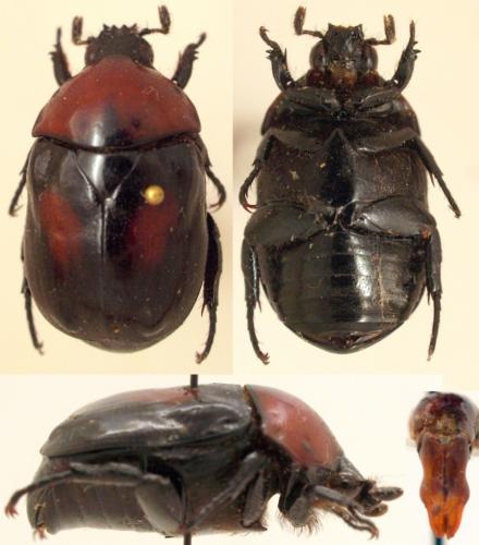 Parastasia discolor discolor