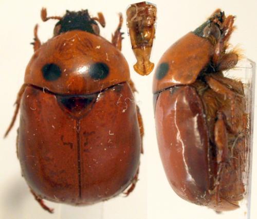 Réf. 199 573 : Parastasia nigroscutellata