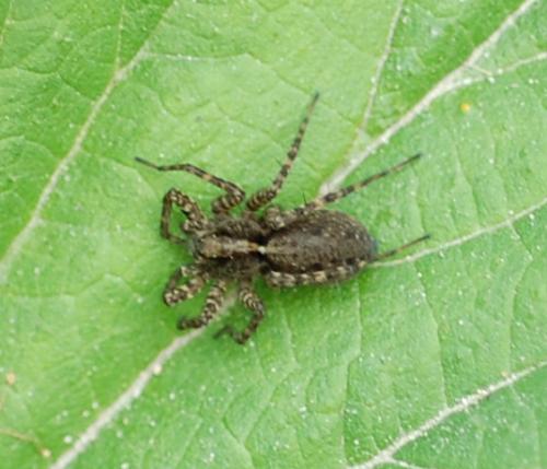 Pardosa sp.