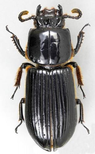 Réf. 199 449 : Passalus interruptus