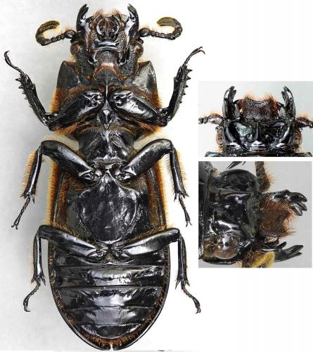 Réf. 199 479 : Passalus interruptus