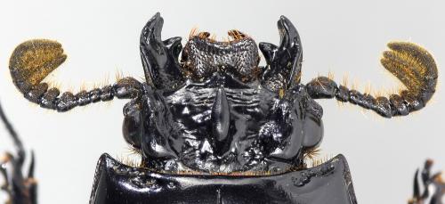 Réf. 199 515 : Rhagonocerus sarryi