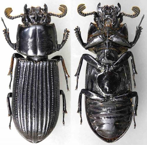 Rhagonocerus sarryi