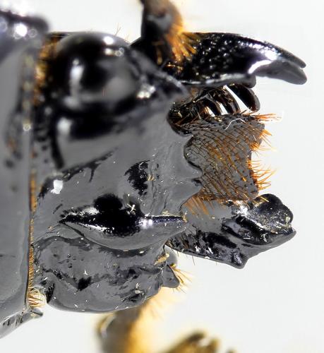 Rhagonocerus sarryi