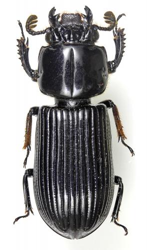 Pertinax latifrons