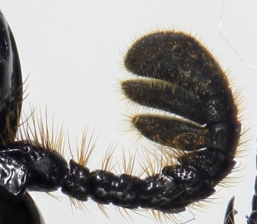 Pertinax latifrons