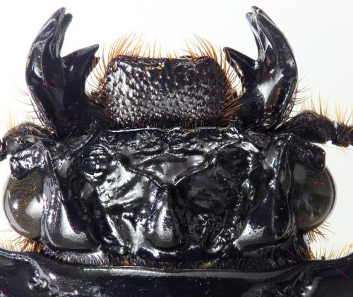 Pertinax latifrons