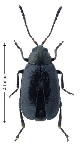 Phyllotreta atra