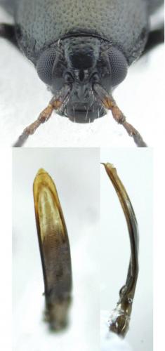 Phyllotreta atra