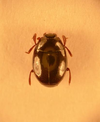 Tribalus minimus