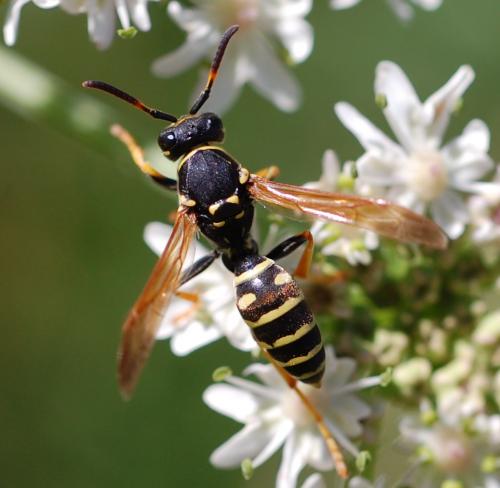 Polistes sp.