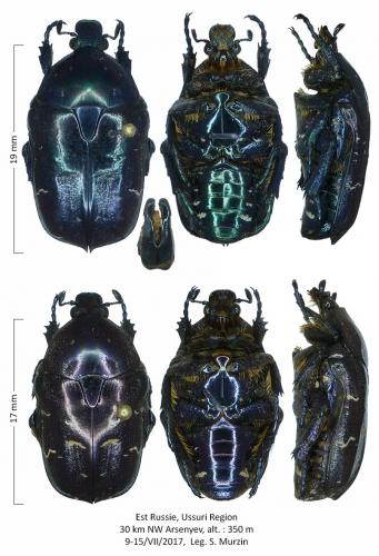 Liocola alpansequei