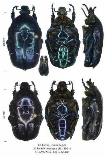 [Liocola alpansequei] Protaetia Russe Protaetia2_petit