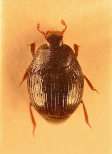 Pseudepierus italicus