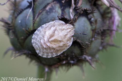 Réf. 199 300 : Eurygaster maura
