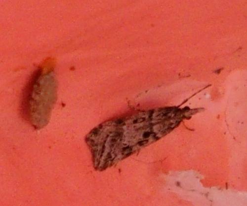 Réf. 199 897 : Eudonia angustea