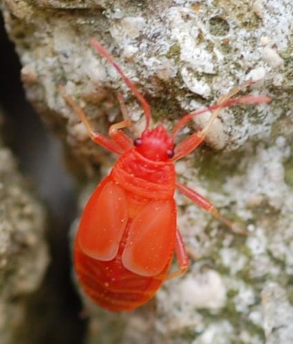 Pyrrhocoris apterus