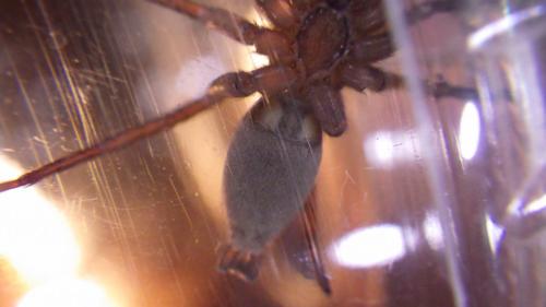 Réf. 199 167 : Drassodes sp.