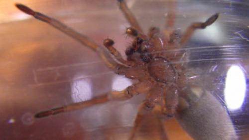 Réf. 199 168 : Drassodes sp.