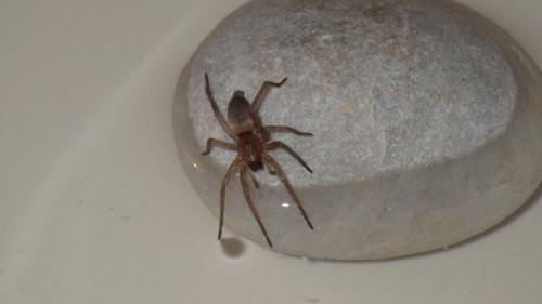 Drassodes sp.