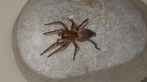 Drassodes sp.