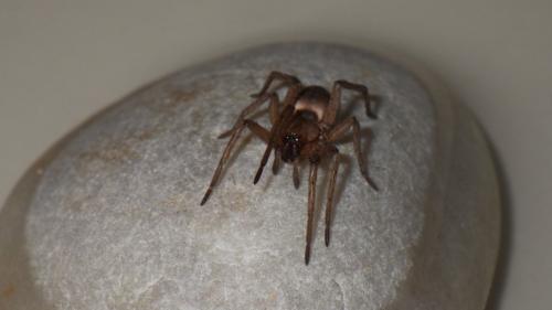 Drassodes sp.
