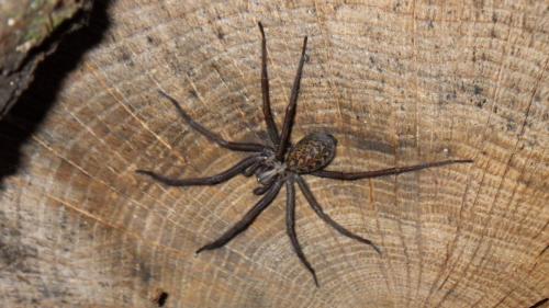 Eratigena atrica