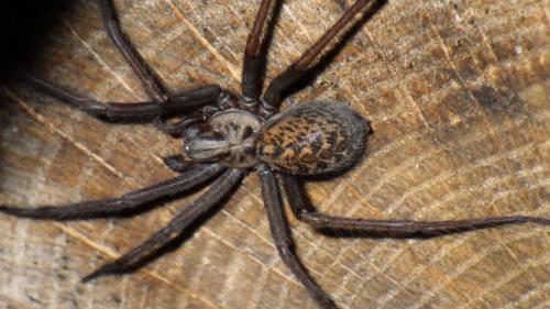 Eratigena atrica
