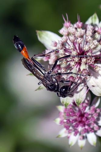 Ammophila sp.