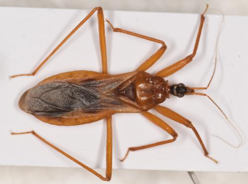Réf. 199 773 : Reduvius sp.