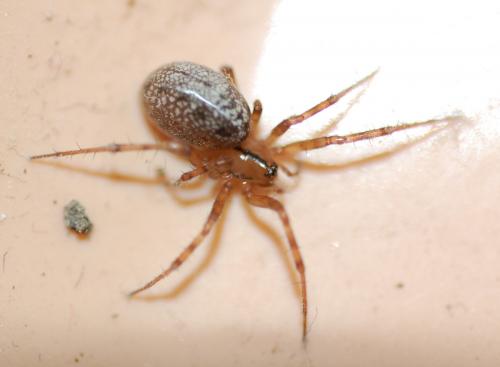 Réf. 199 175 : Stemonyphantes lineatus