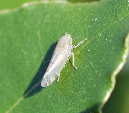 Réf. 199 097 : Synophropsis lauri