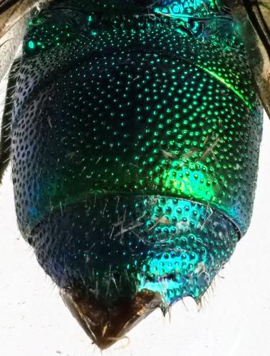 Stilbum sp.