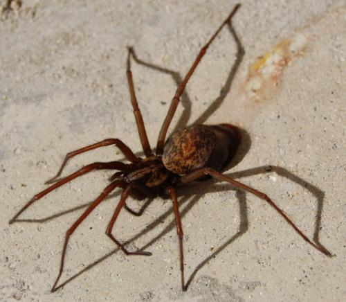 Tegenaria sp.