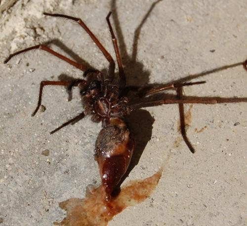 Tegenaria sp.