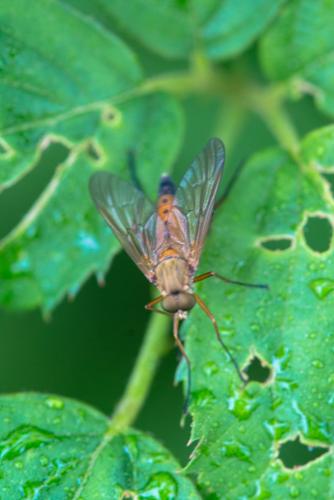 Réf. 199 552 : Rhagio tringarius