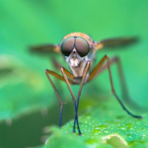Réf. 199 551 : Rhagio tringarius