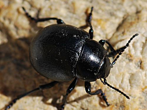 Timarcha affinis