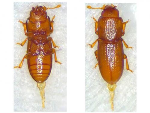 Anommatus duodecimstriatus