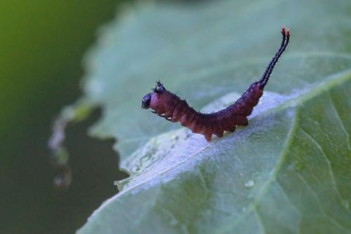 Cerura vinula