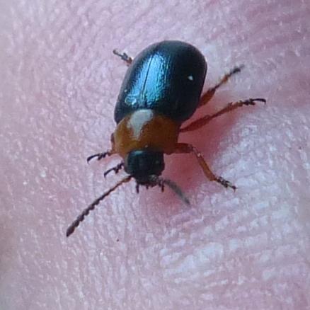 Réf. 199 335 : Gastrophysa polygoni